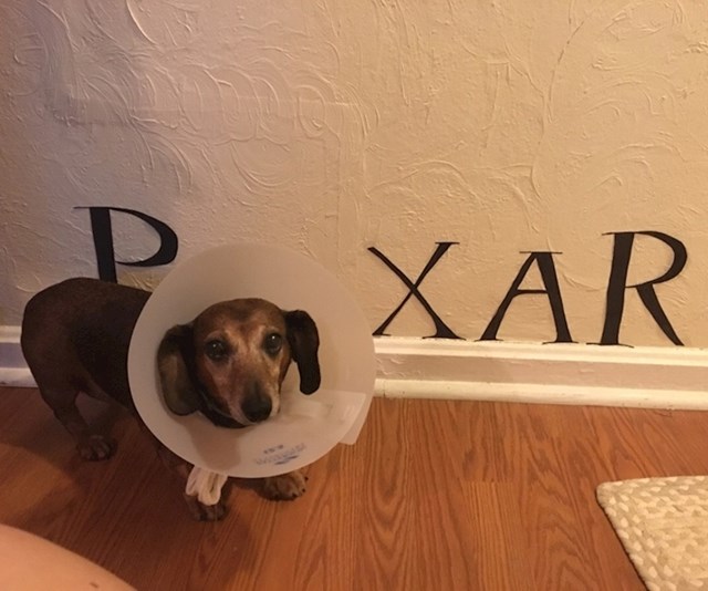 "Moja sestra je iskoristila nesreću moga psa za Pixar logo"