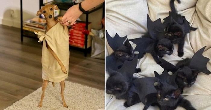 30 kućnih ljubimaca koji su totalno rasturili ovogodišnji Halloween