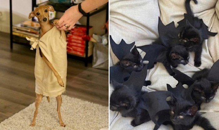 30 kućnih ljubimaca koji su totalno rasturili ovogodišnji Halloween