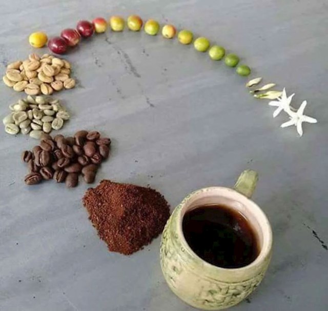 Kava