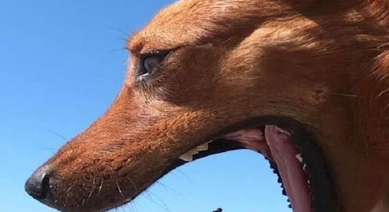 Ljudi koji su uslikali ovu sliku u savršenom trenutku morali su je podijeliti, pogledajte zbog čega