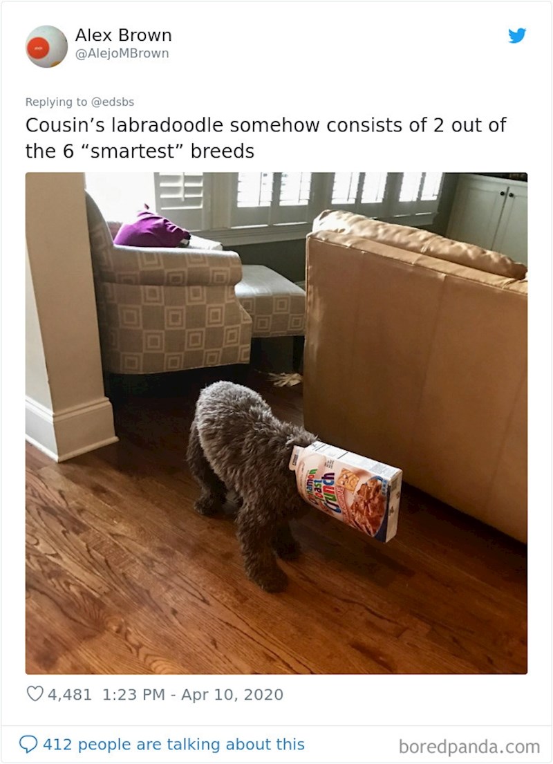 "A kažu da su među najpametnijim pasminama..."