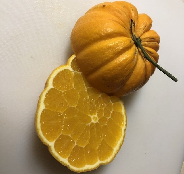Naranča ili bundeva?
