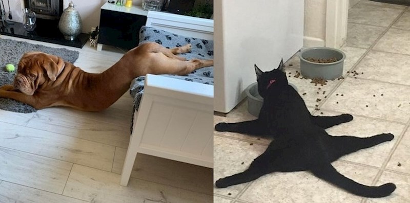 20 smiješnih životinja koje obožavaju ležati u nemogućim pozama