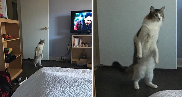 "Čuvam frendovu mačku, ovo je ona kada sam tek došao"