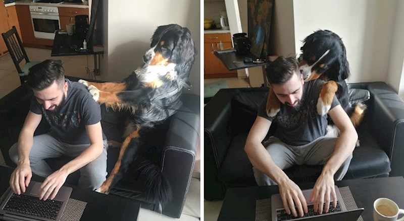 Ljudi na Twitteru dijele reakcije svojih ljubimaca na njihov rad od kuće