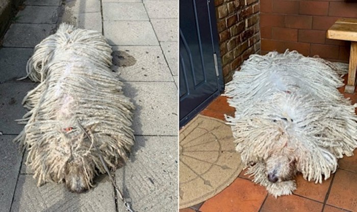 Ovaj pas izgleda kao krpa za pod, vlasnica dijeli urnebesne slike na svom Instagramu