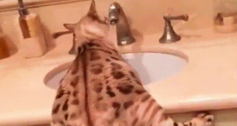 Vlasnik ove mačke snimio je kako ona pije vodu, ovo je prečudno