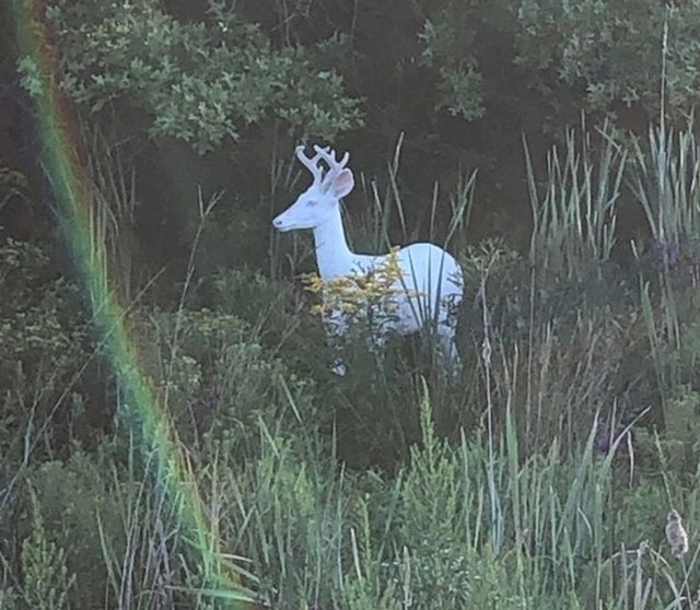 Albino jelen