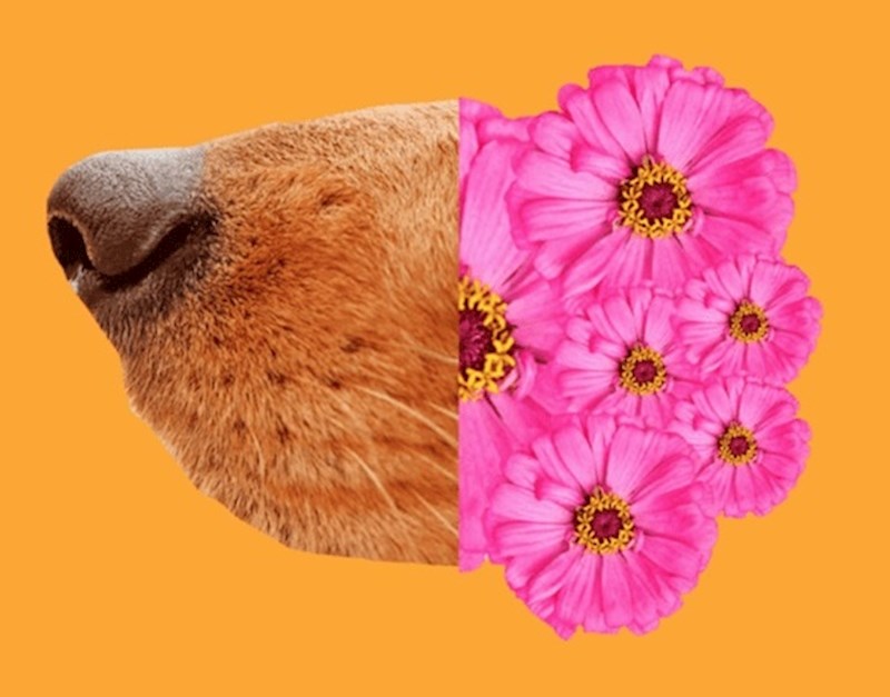 Psi ugodne mirise njuše lijevom nosnicom