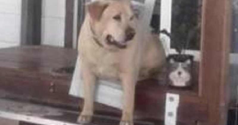 Ovaj jadan pas je zaboravio da više nije mala beba i doživio urnebesnu nezgodu