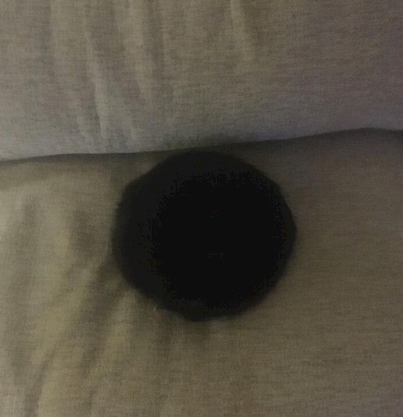 Ova mačka ovako spava