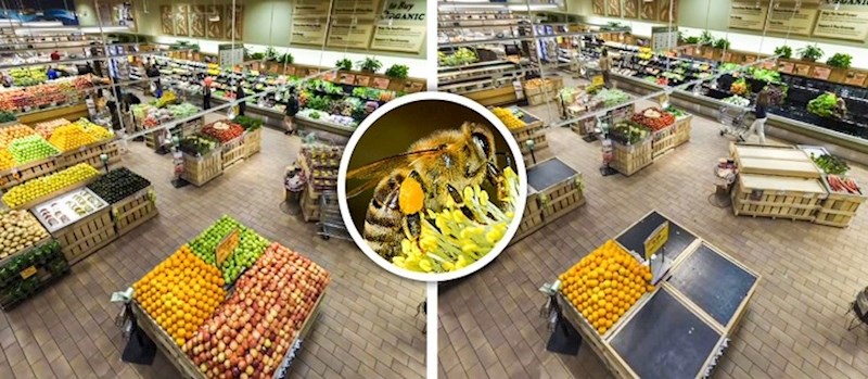 Bez pčela, ne bi bilo cvijeća i hrane