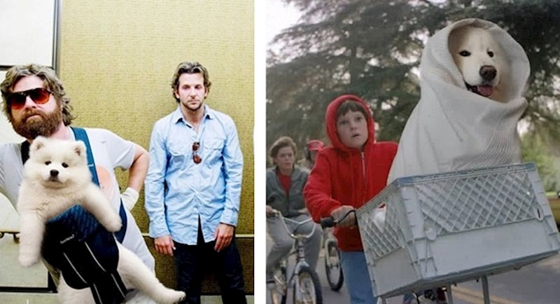 Lik je zamijenio glumce iz poznatih filmskih scena sa svojim psima i rezultat je urnebesan