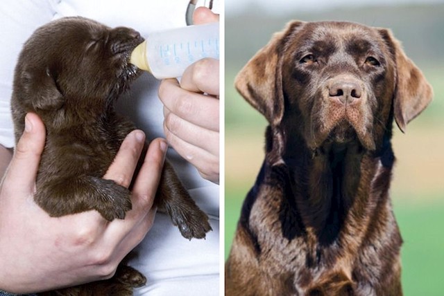 Labrador retriver