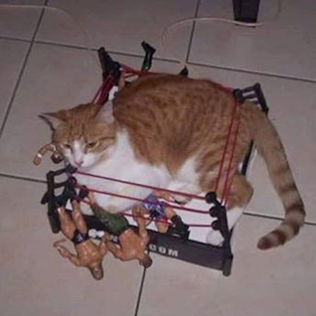 Htjela je malo boksati, ali je zapela u ringu :D