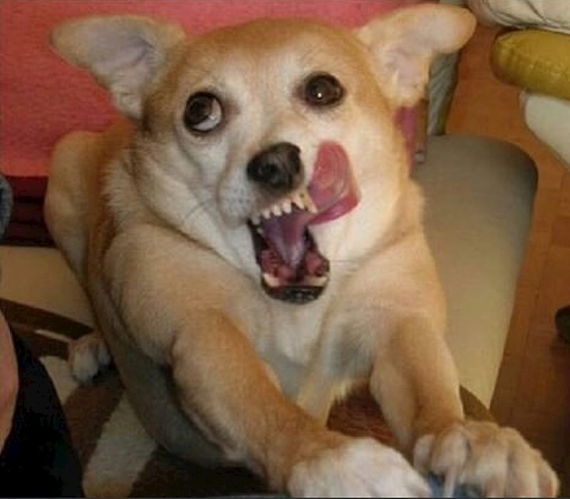 Apstinencijska kriza nakon 2 sata bez hrane