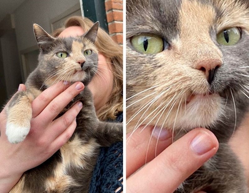 Ova mačka stalno ima ovakav izraz lica :D