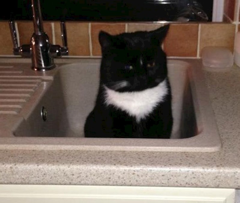 "Došao sam u kuhinju oko 05:30 i zatekao ovaj prizor. Ja nemam mačku"