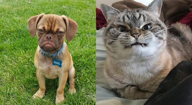 16 puta kada životinje nisu bile raspoložene za druženje s ljudima