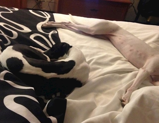 "Moji psi su se stopili s pokrivačem u hotelu"