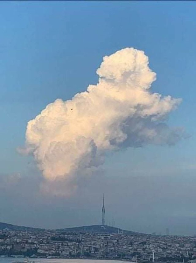 Vidite li psića?
