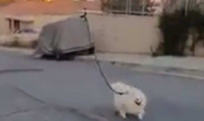 Ovo se zove društveno odgovorno ponašanje - lik je prošetao psa pomoću drona