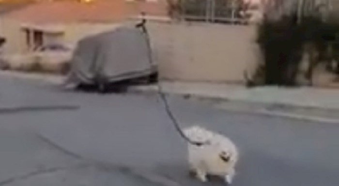 Ovo se zove društveno odgovorno ponašanje - lik je prošetao psa pomoću drona