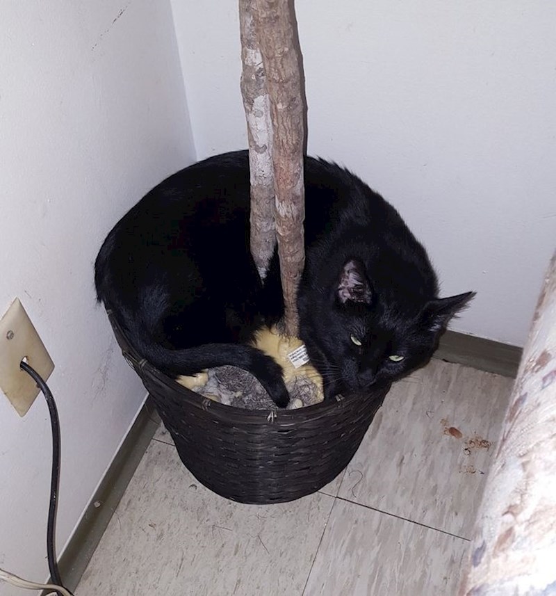 "Od svih mačjih kreveta i rekvizita, moja mačka leži u tegli za biljku"