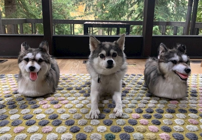 "Svake godine poklonim mojoj obitelji poklon koji se tiče moga psa, ove godine su dobili papuče s njegovim likom"