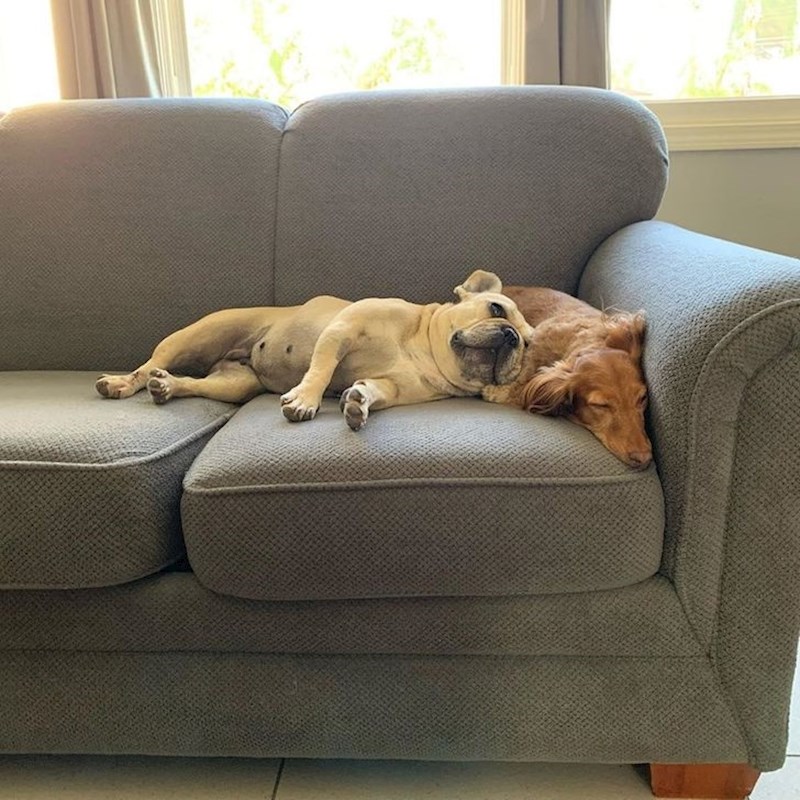 "Bili su nerazdvojni u skloništu pa sam umjesto jednog, udomio dva psa"