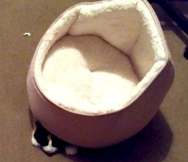 Ovako se ne koristi krevet za mačke...