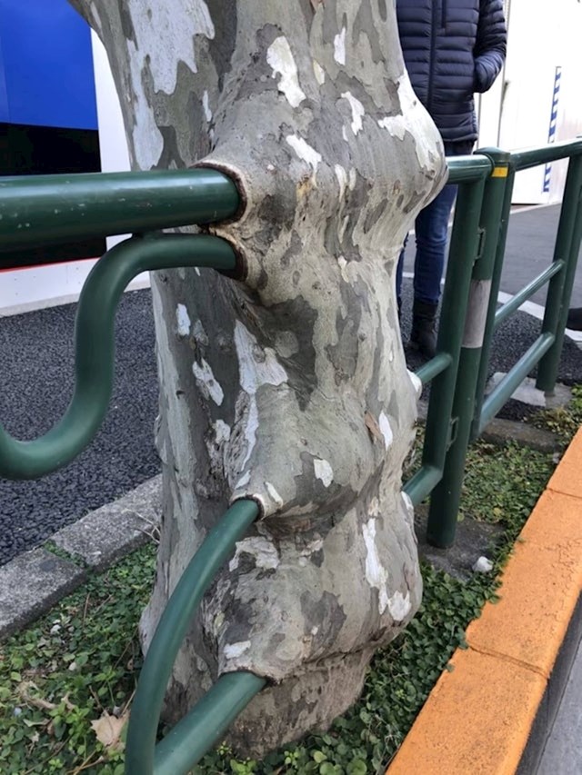 Drvo se stopilo sa zaštitnom ogradom