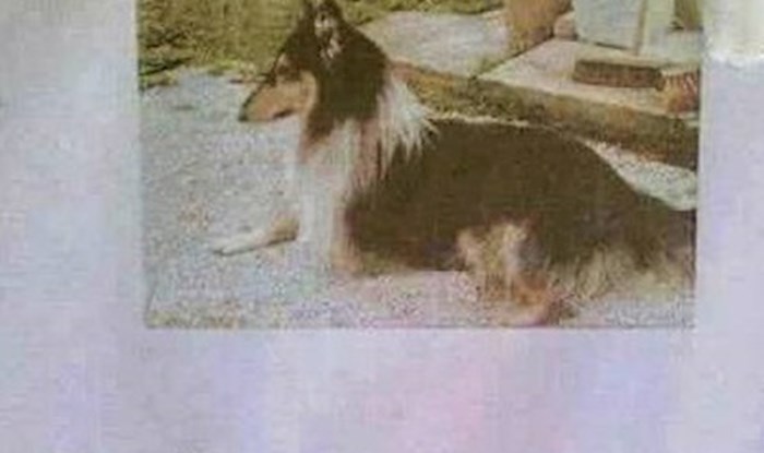Ljude je do suza nasmijao ovaj oglas za izgubljenog psa, postao je hit na Faceu