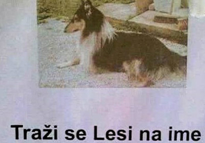 Ljude je do suza nasmijao ovaj oglas za izgubljenog psa, postao je hit na Faceu