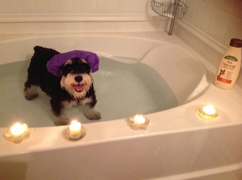 "Naš pas kad ga moja cura kupa"