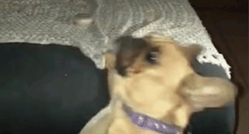 Psić je spavao i počeo padati, njegovi izrazi lica su urnebesni