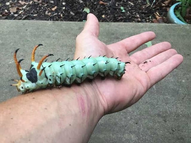 Kukac Citheronia regalis, velik je kao hot dog