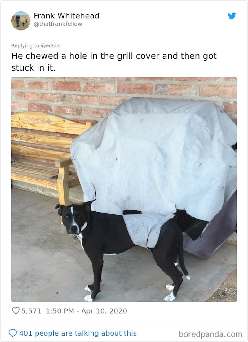 "Progrizao je zaštitnu navlaku na roštilju i zapeo u njoj"