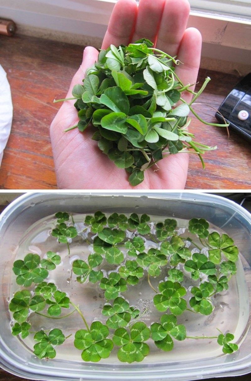 "Obožavam neobične djeteline!"