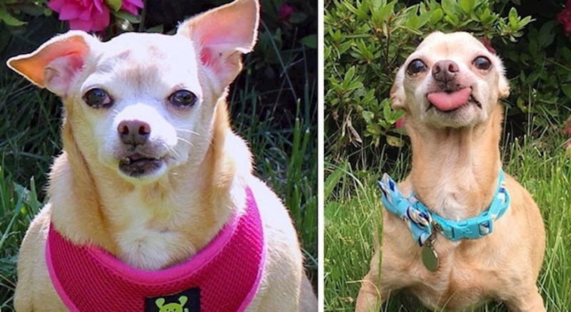 Ovi psi uspjeli su skinuti prekomjerne kilograme i sada su zdravi i sretni