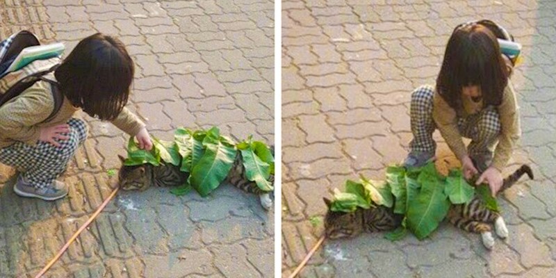 Djevojčica je mislila da je mački hladno, pa ju je pokušala pokriti lišćem