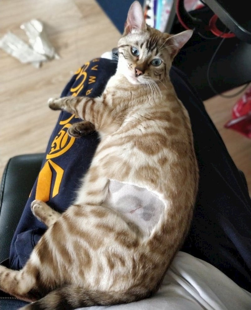 "Koža moje mačke je istog uzorka kao i njena dlaka"