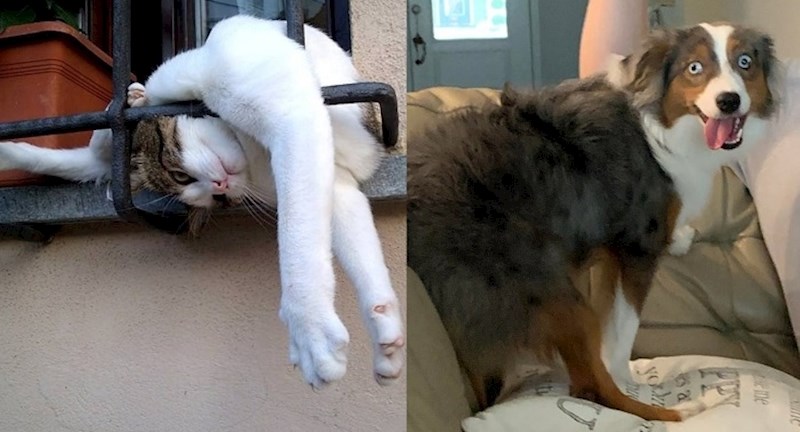 19 blesavih ljubimaca koje je potrebno vratiti na tvorničke postavke