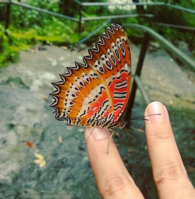 leptir koji ima lice sa slike krik na krilima