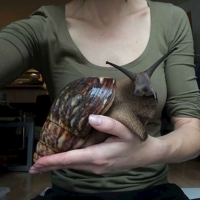 Divovski afrički puž
