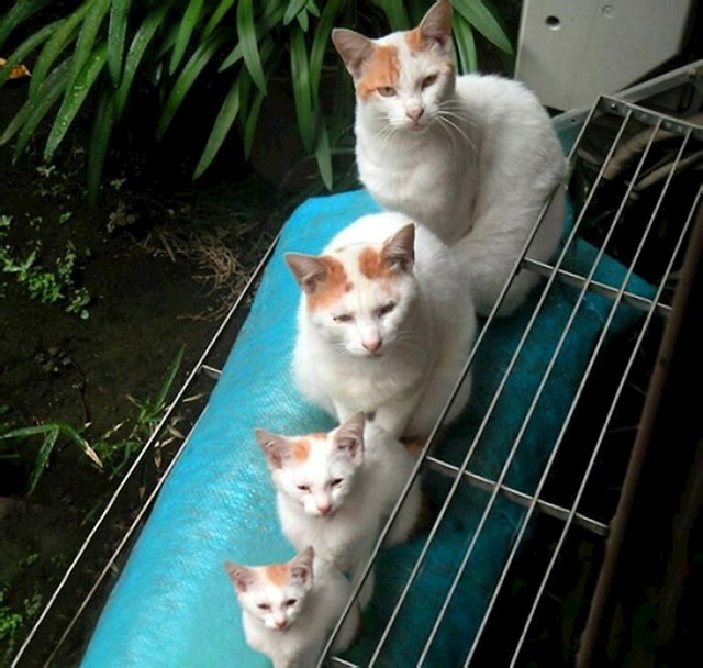Babuške? Ne, samo jedna obitelj mačaka :)