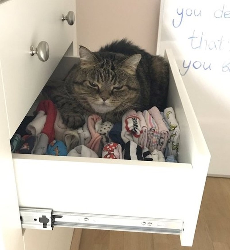 Maca nije oduševljena što ju ometaju u spavanju među čarapama