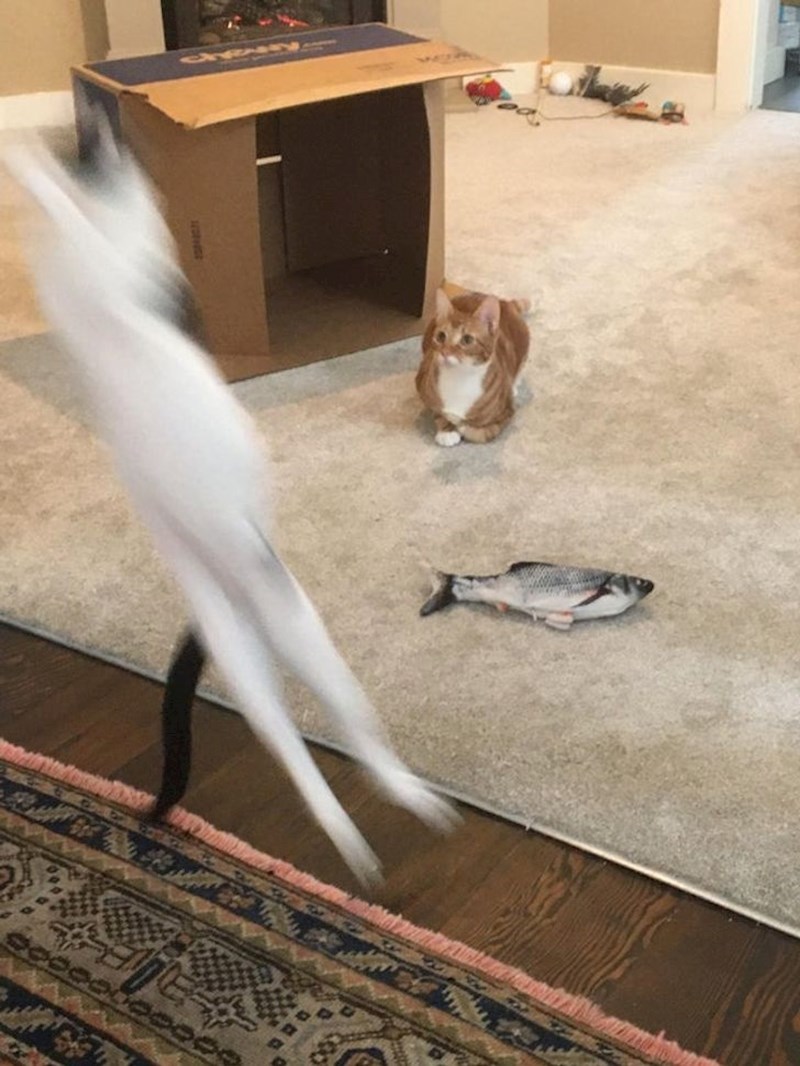 "Moje mačke imaju potpuno različite osobnosti..."