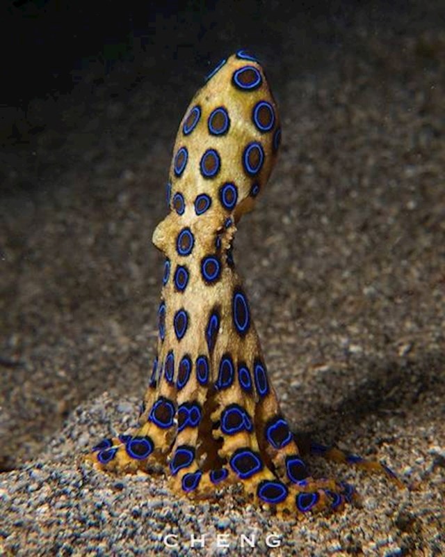 Neobična hobotnica
